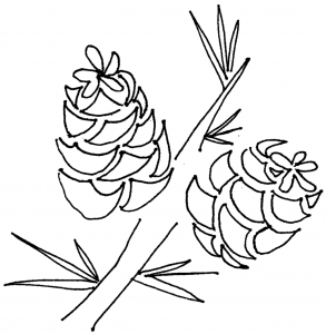 pinecones